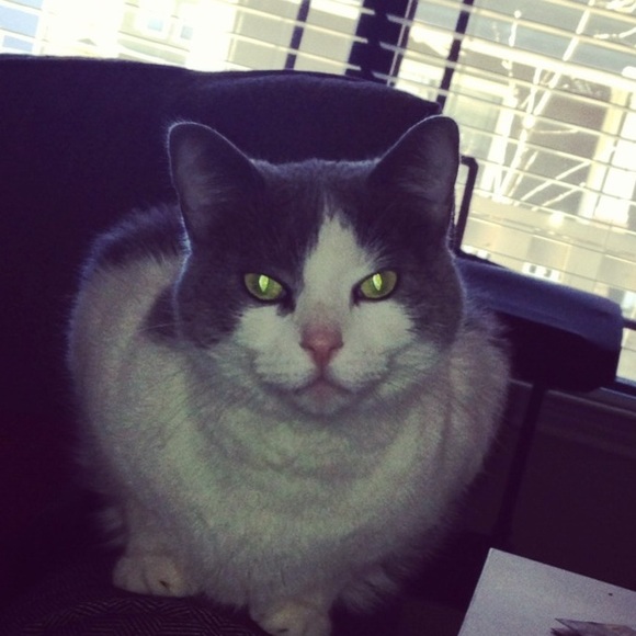 Meet your Posher, Graham - Picture 1 of 1